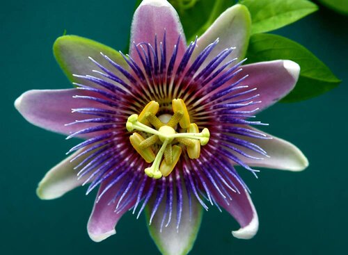 passion flower for anxiety