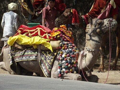 Camel Ride in Udaipur