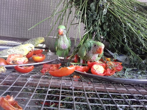 Parrots on the way to triveni