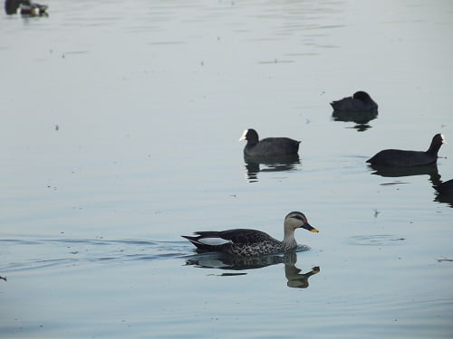 ducks at jalmahal palace