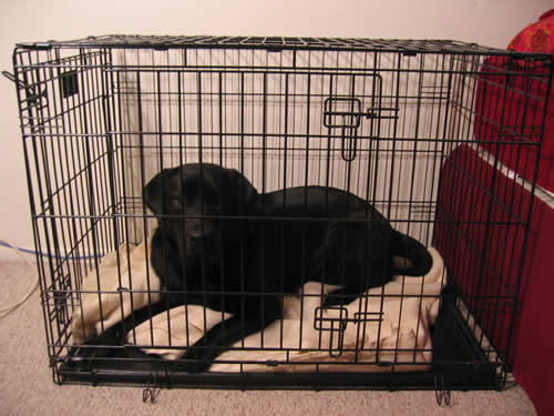 Stetson black lab in his wire crate