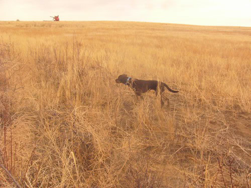 Brindle Labrador Retrievers Tora and Maia