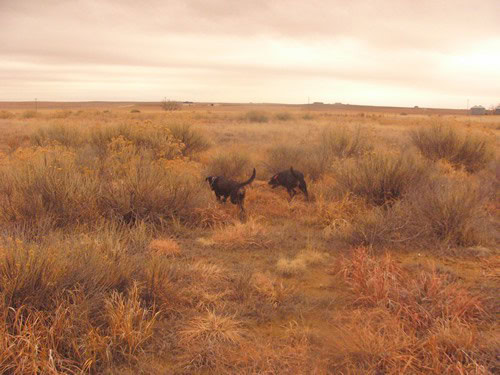 Brindle Labrador Retrievers Tora and Maia Hunting