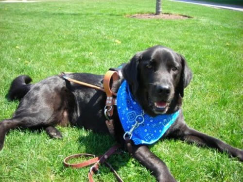 Guide Dog Traveler Smiling Guide Dog Traveler Smiling