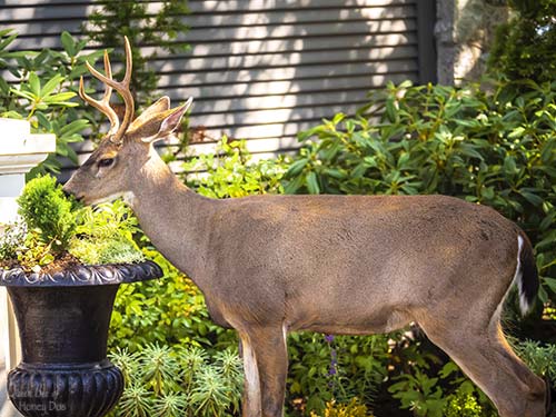 deer eating arborvitae