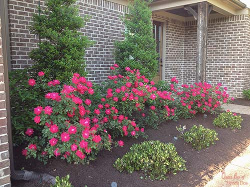 knockout roses in landscaping near house