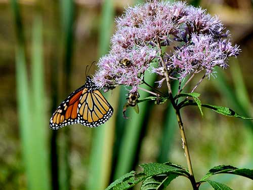 Joe Pye weed