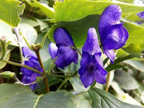 skullcap for anxiety