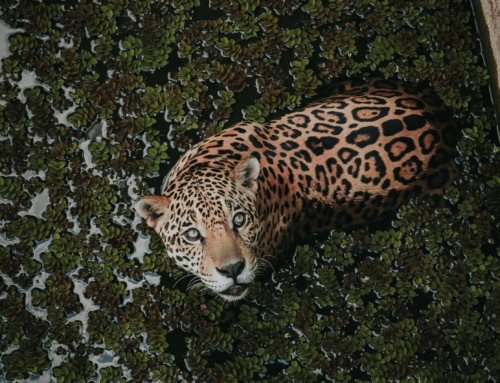 Carter Hilton’s Top 5 Reasons the Pantanal Needs To Be On Your List