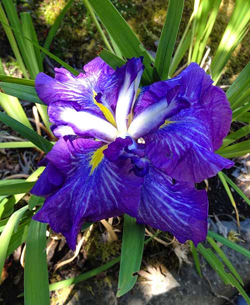 japanese iris