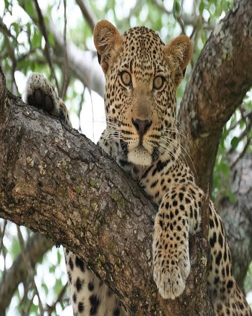 Cape Town and Kruger