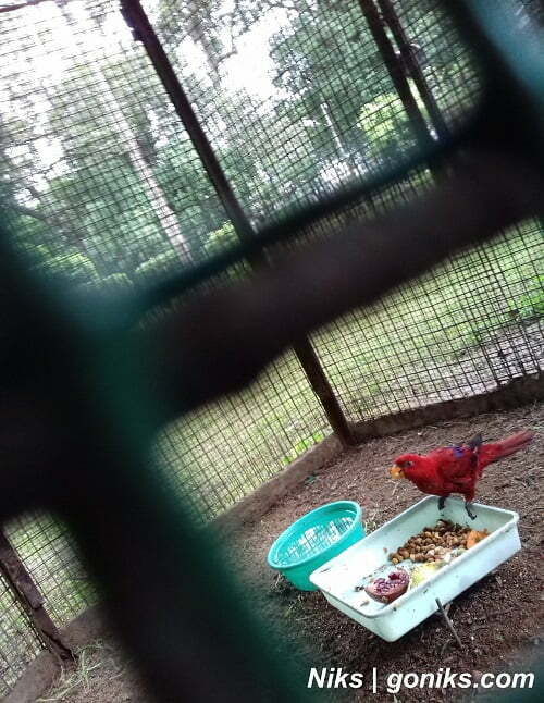 red parrot in kamla nehru zoo of indore