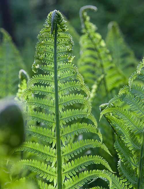 ostrich fern