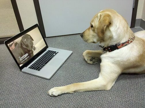 Yellow Lab Blogging