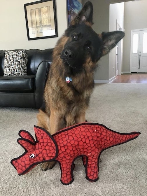 Client Stanley with his Tuffy Dinosaur Triceratops