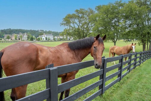 The Grove Horses