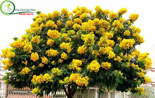Cây giáng hương ra hoa vàng rực rỡ