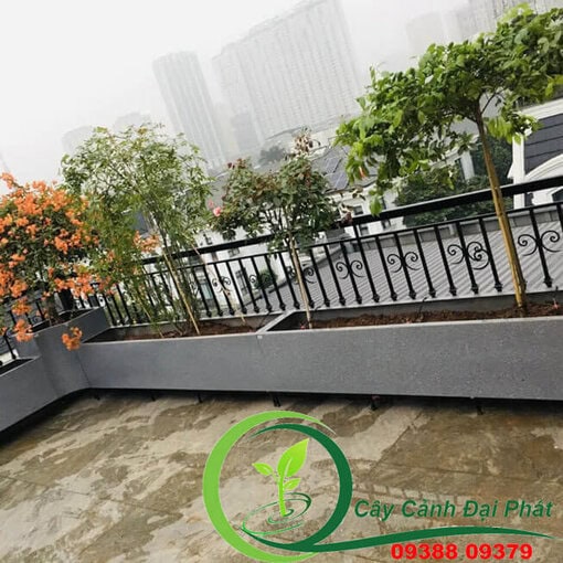 Chậu composite vuông, chữ nhật 6