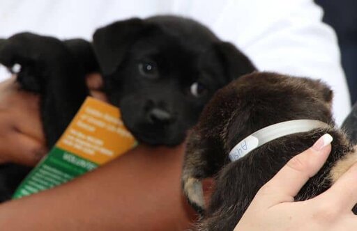 無言の水曜日–子犬の養子縁組