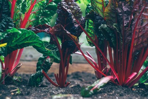 decoration - PBS cooking shows greens in a garden -PBS cooking shows