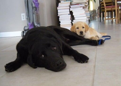 Stetson and Dublin Lab Puppies Stetson and Dublin Lab Puppies