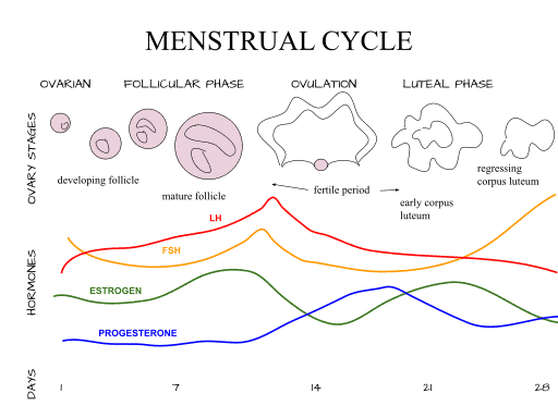 Menstrual_Cycle_Diagram.svg