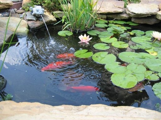 small water garden