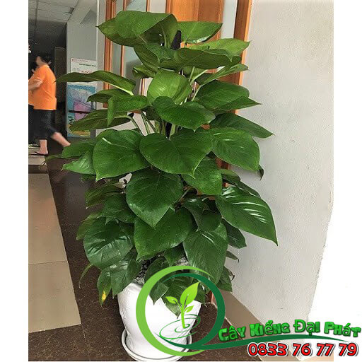 chậu cây trầu bà leo cột tại công ty