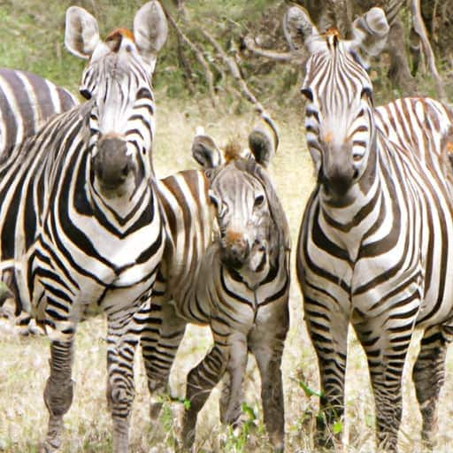 zebra wild horse family