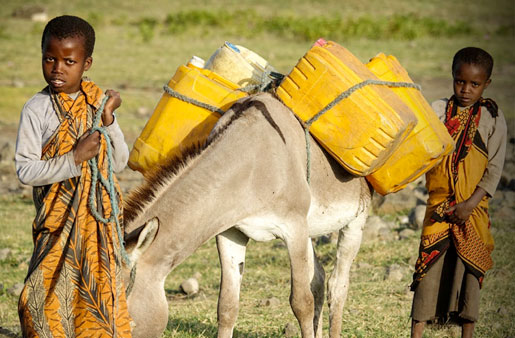 STR-WCE-donkey