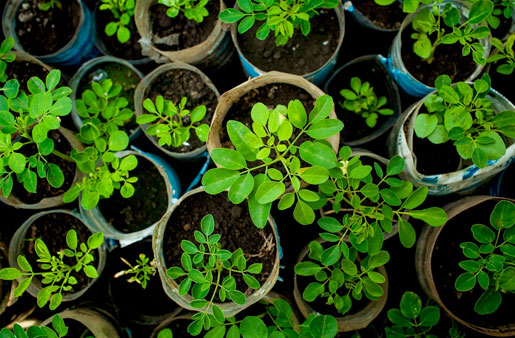 Save-the-rain-impact-sustainability