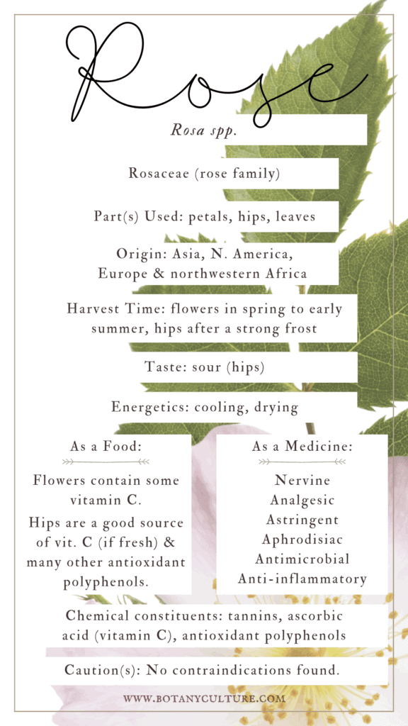 Rose (plant profile - the food & medicinal uses of rose)