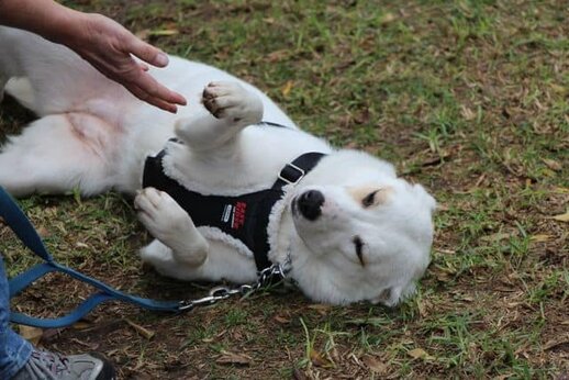 Dog training habits...teaching shake