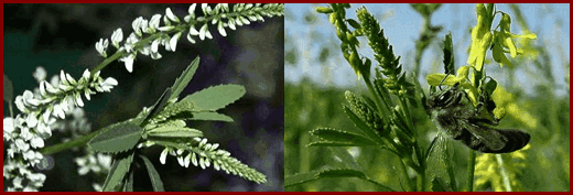 Донниковый мед