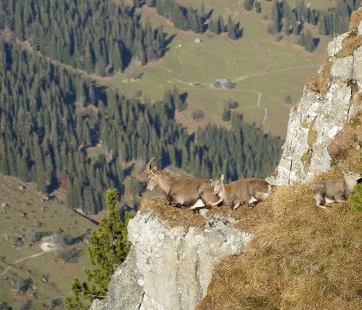 Niederhorn - Interlaken