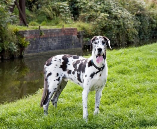 Devin Harris of Joplin, MO Discusses Traveling with a Great Dane