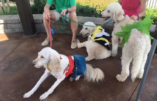 the grove community dog show