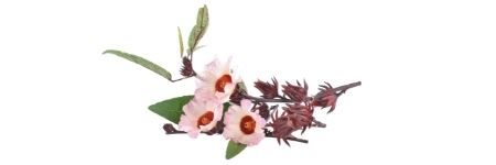 hibiscus flowers, calyces, and leaves