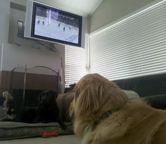 Apache watching the LA Kings Apache watching the LA Kings