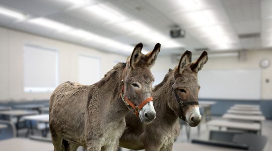Two Donkeys with classroom background