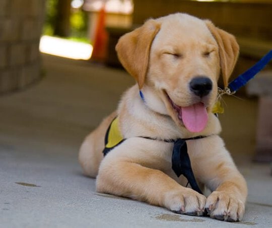 Derby Puppy Obedience Training