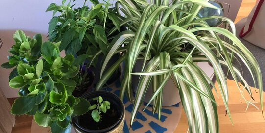 Gardening Tips: Things I learnt not to do 4 Gardening Tips: Things I learnt not to do