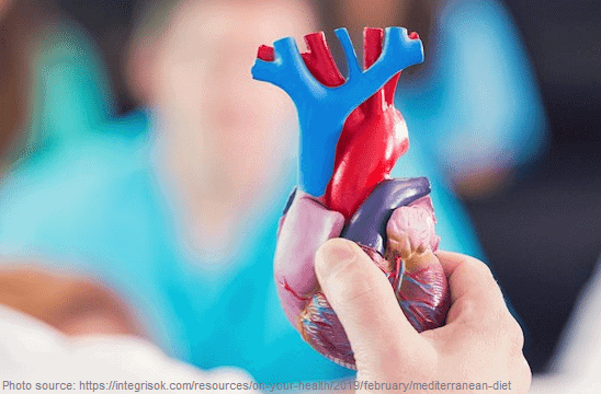 A person holding a heart model.