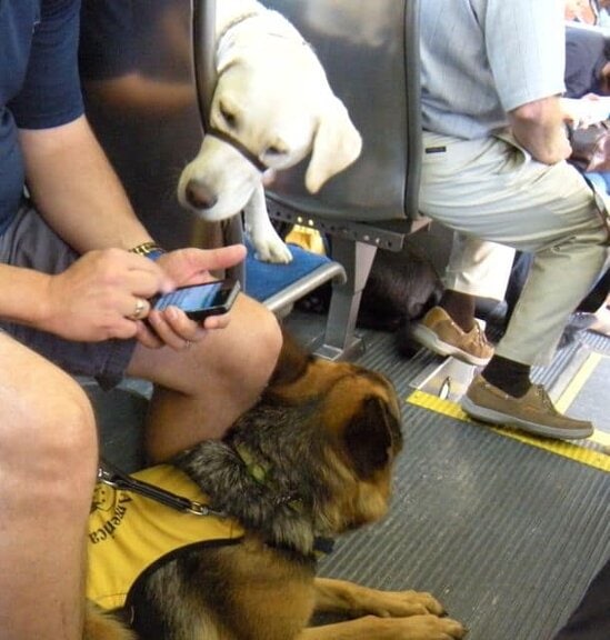 Service Dog Bus Training