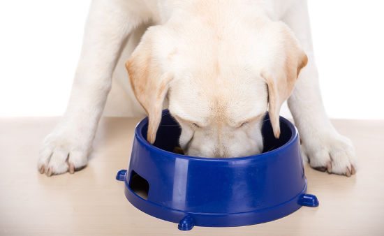 Labrador puppy eating food from a blue bowl