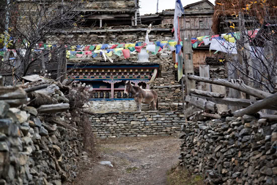 Annapurna Trekking