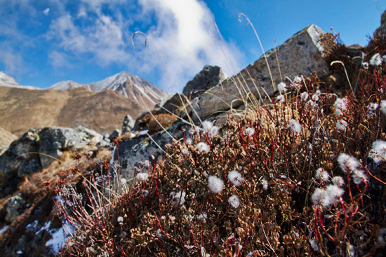 Langtang National Park