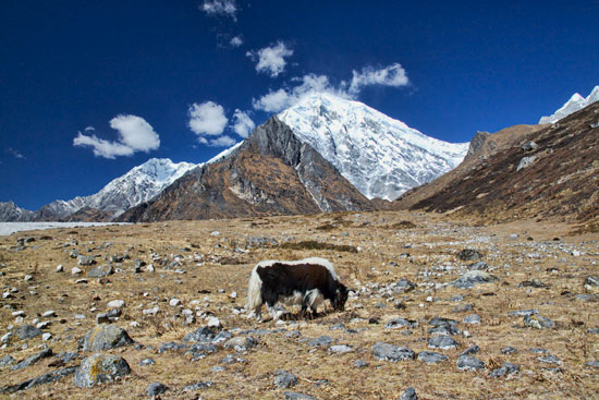 Langtang Valley