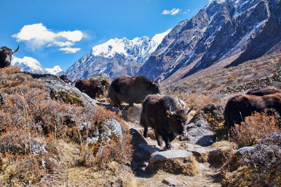 Langtang Valley