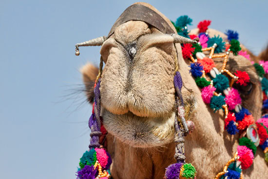 Jaiselmer